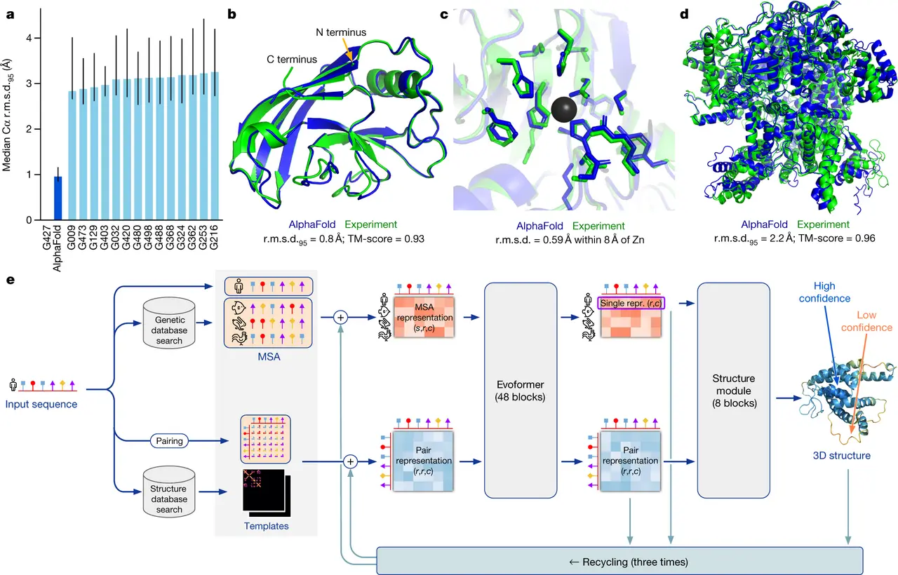 Figure 1 of the AlphaFold Nature paper: accuracy against other CASP14 entries, predicted structures overlaid on experimental ones, and the model architecture including the Evoformer