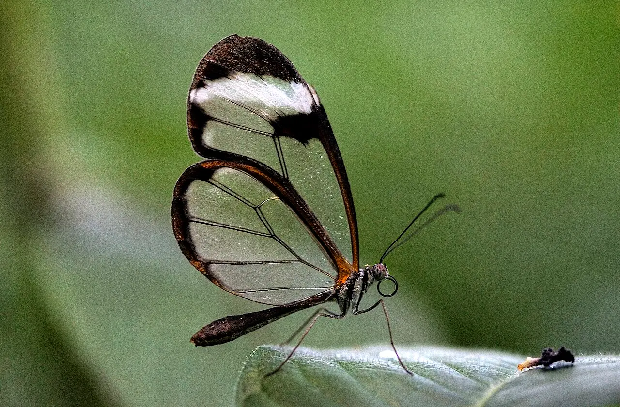 A glasswing butterfly, Greta oto, resting on a leaf, its transparent wings outlined in brown
